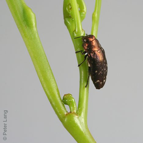 Diphucrania modesta, PL0578A, female, on Acacia pycnantha, SL, 5.6 × 2.3 mm